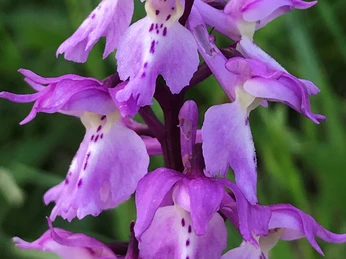 Knabenkraut Orchidee
