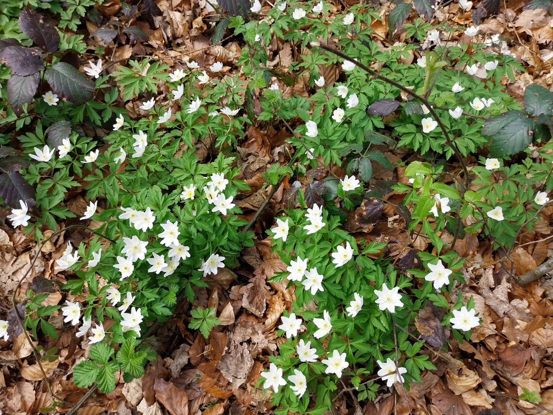 Was blüht denn da? Ein botanischer Streifzug zum Further Moor Weiße Buschwindröschen auf grünem Laub, umgeben von braunem Waldbodenlaub.