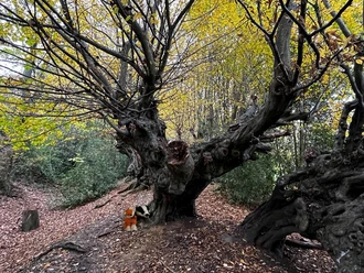 Herbstliche Stimmung im Aachener Wald mit Fokus auf einem kahlen Baum mit vielen schmalen Ästen.