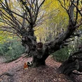 Herbstliche Stimmung im Aachener Wald mit Fokus auf einem kahlen Baum mit vielen schmalen Ästen.