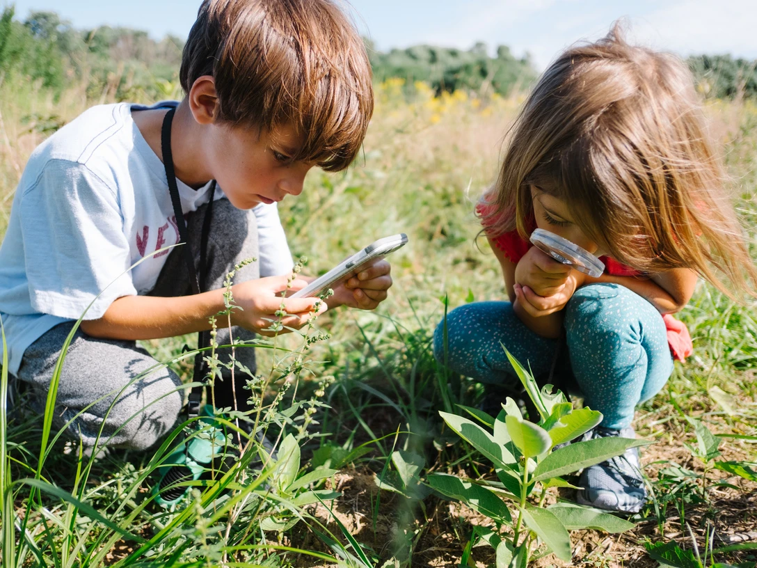 children observe caterpillars children observe caterpillars