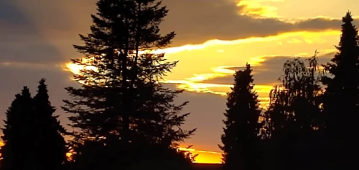 Silhouetten hoher Bäume vor leuchtend orangefarbenem Abendhimmel am Kirchberg