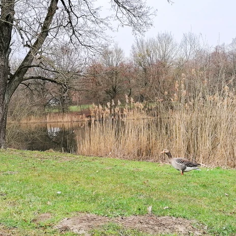 Ziegelteich 1.jpg Graugans am grünen Ufer des Ziegelteichs vor Schilf und kahlen Bäumen.
