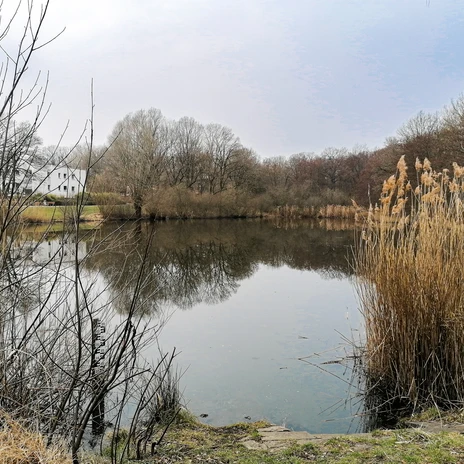Ziegelteich.jpg Ruhige Wasseroberfläche eines Teichs umgeben von Schilf und kahlen Bäumen im Herbst.