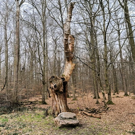 Henkerseiche.jpg Abgestorbener Baumstamm der Henkerseiche in laubfreiem Wald mit Gedenkstein davor.