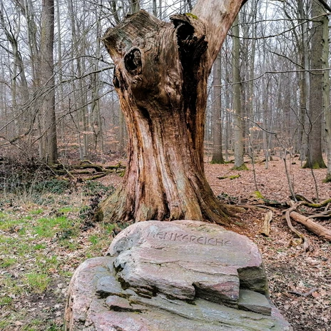 Henkerseiche 1.jpg Alter Baumstamm mit Inschrift Henkerseiche auf Stein davor im Wald.