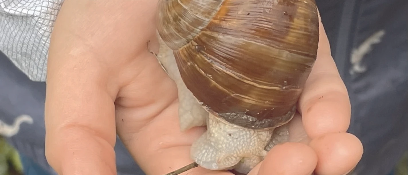 Erde, Matsch und Krabbeltier Erde, Matsch und Krabbeltier