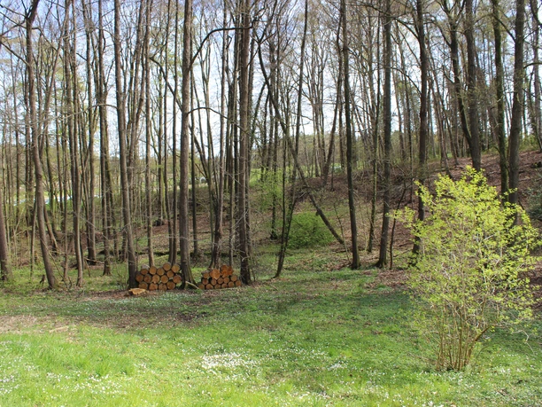 Quellental Wingst Lichter Mischwald mit hohen Bäumen und grünem Unterholz im Frühling.