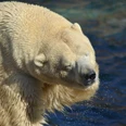 co_sch-icebear-3728486_1920.jpg