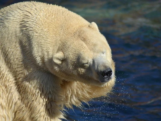 co_sch-icebear-3728486_1920.jpg