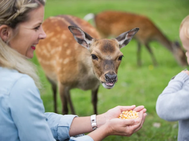 Wildpark Frankenberg (Eder)
