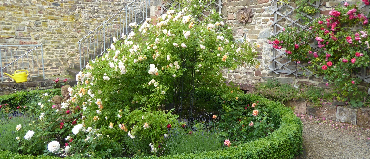Rosengarten in Battenberg (Eder)