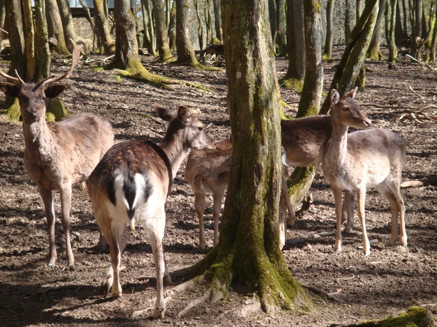 Wildgehege Dodenau