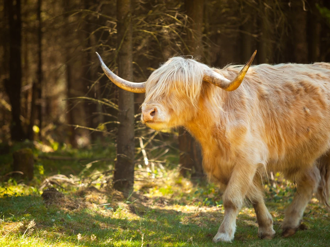 Schottisches HochlandRind