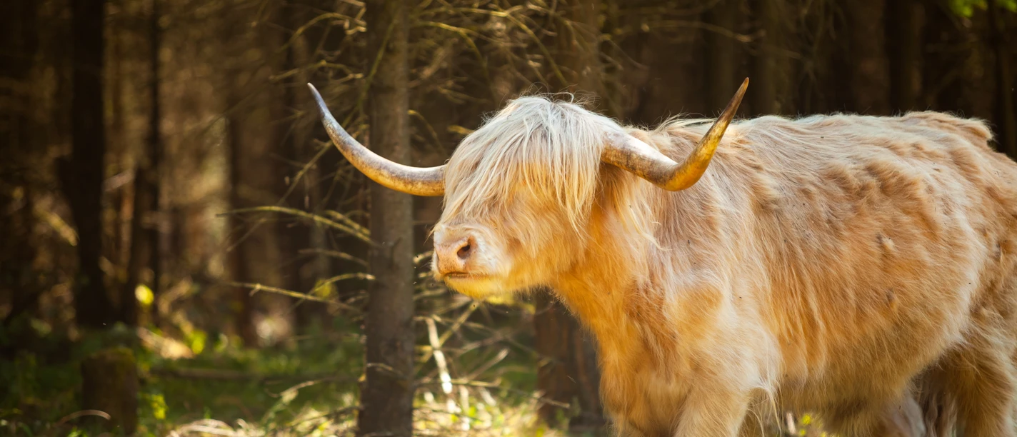Schottisches HochlandRind