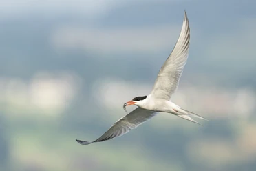 77101 Vogelwarte Besuchszentrum Flussseeschwalbe Burkhardt Marcel 0014