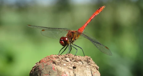 Blutrote Heidelibelle (c) Dominik Hagist