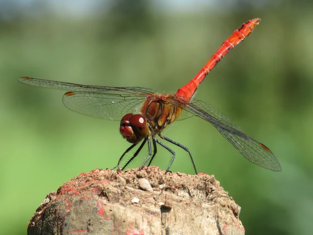Blutrote Heidelibelle (c) Dominik Hagist
