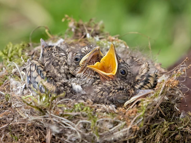 Pflegestation Grauschnäpper (c) Burkhardt Marcel