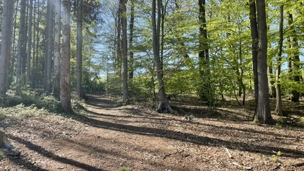 Wald