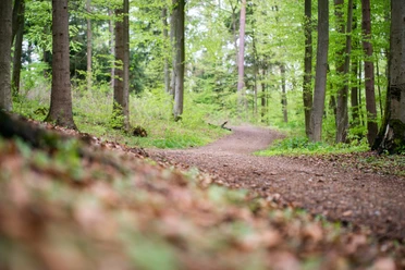Im Wald unterwegs