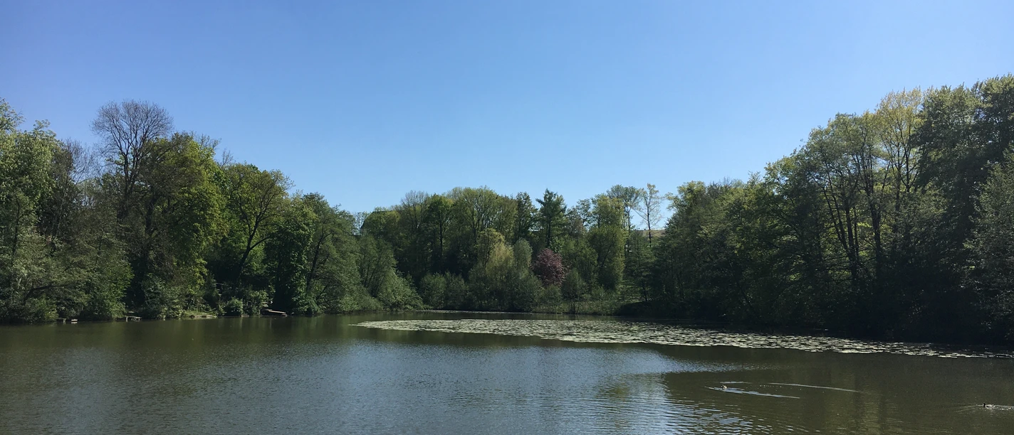 Gutes für mich und meinen Rücken Ein ruhiger See mit Seerosen, umgeben von grünen Wäldern unter klarem, blauem Himmel.