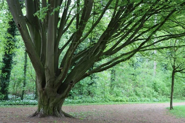 RheinMain Kreis Groß-Gerau Fasanerie Großer Baum auf Lichtung in der Fasanerie