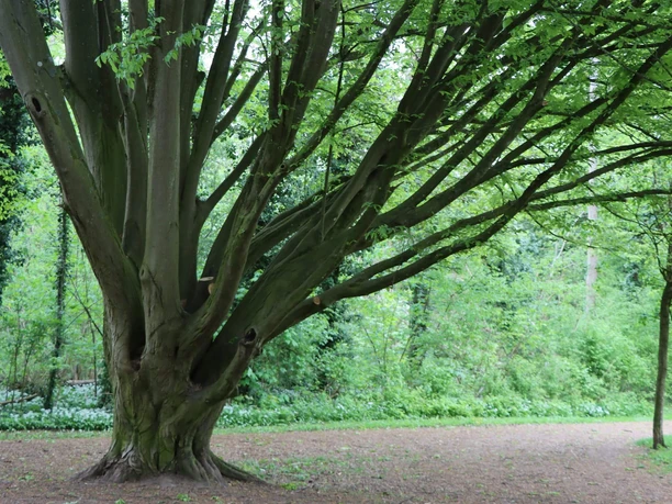 RheinMain Kreis Groß-Gerau Fasanerie Großer Baum auf Lichtung in der Fasanerie