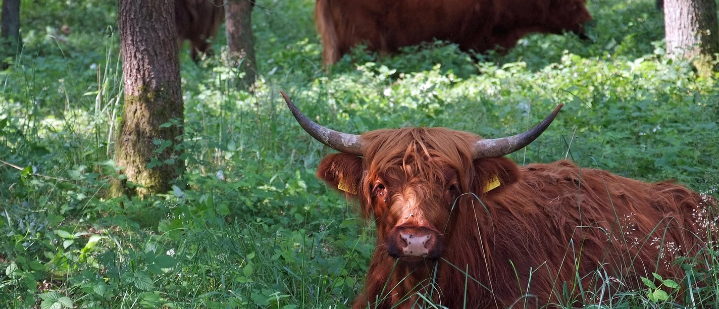 Rinder in der Wistinghauser Senne unter Bäumen Abendlicht