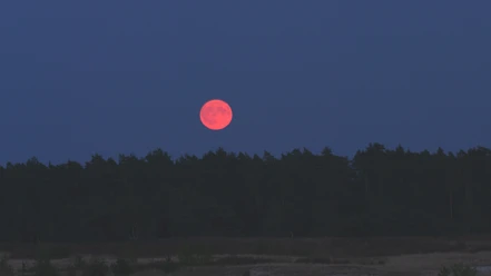 vollmond-twisselmoor.jpg Roter Vollmond über dunklem Waldsaum am Heidschnuckenweg.