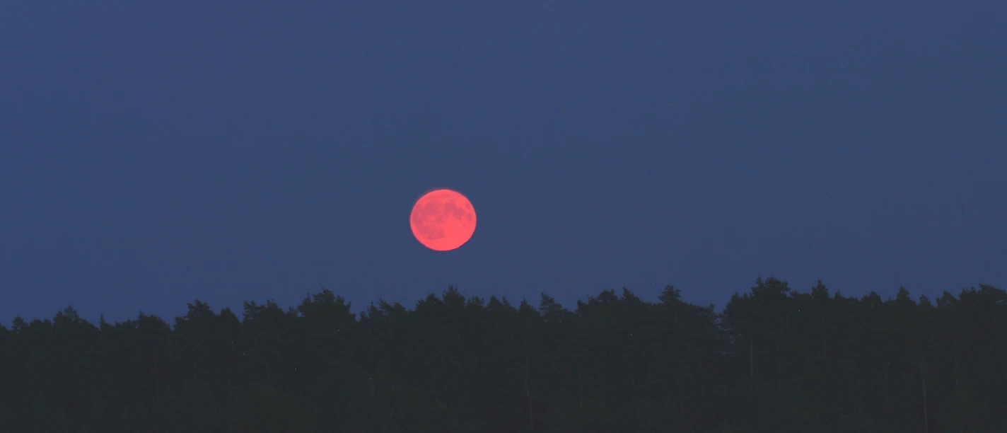 vollmond-twisselmoor.jpg Roter Vollmond über dunklem Waldsaum am Heidschnuckenweg.