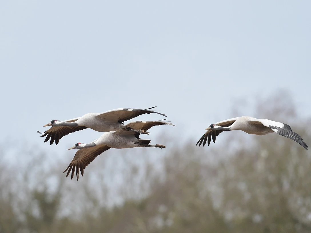 Flugstudie von Kranichen Nr. 24 ©Andreas Schüring.JPG