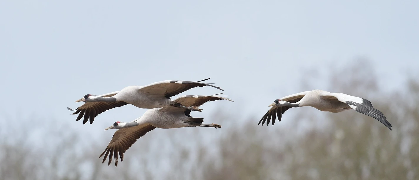 Flugstudie von Kranichen Nr. 24 ©Andreas Schüring.JPG