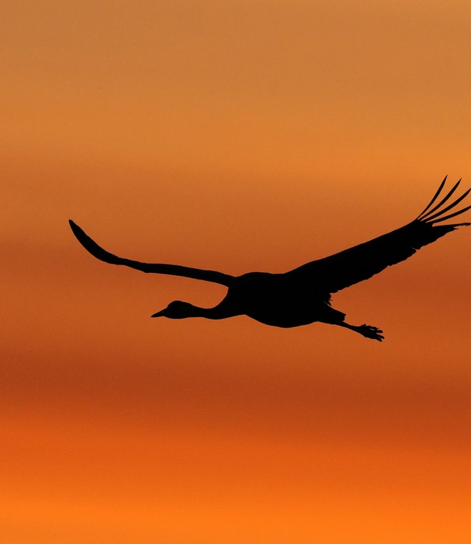 Kranich am Abendhimmel Nr. 14 ©Andreas Schüring.JPG