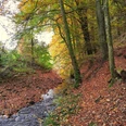 Waldbaden Ein natürlicher Bachlauf im Herbstwald mit buntem Laub und hohen Bäumen.