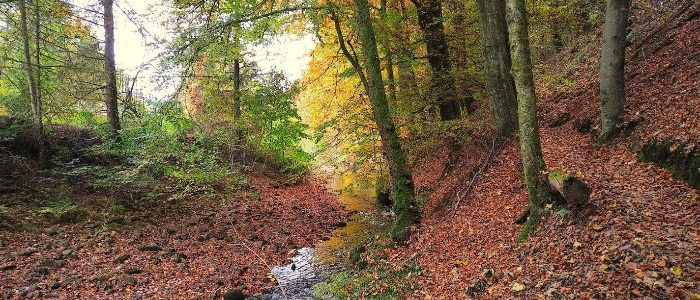 Waldbaden Ein natürlicher Bachlauf im Herbstwald mit buntem Laub und hohen Bäumen.