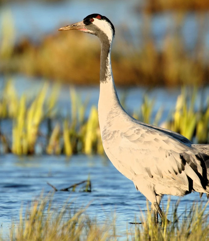 Wasser bietet Kranich Sicherheit Nr. 12 ©Andreas Schüring.JPG