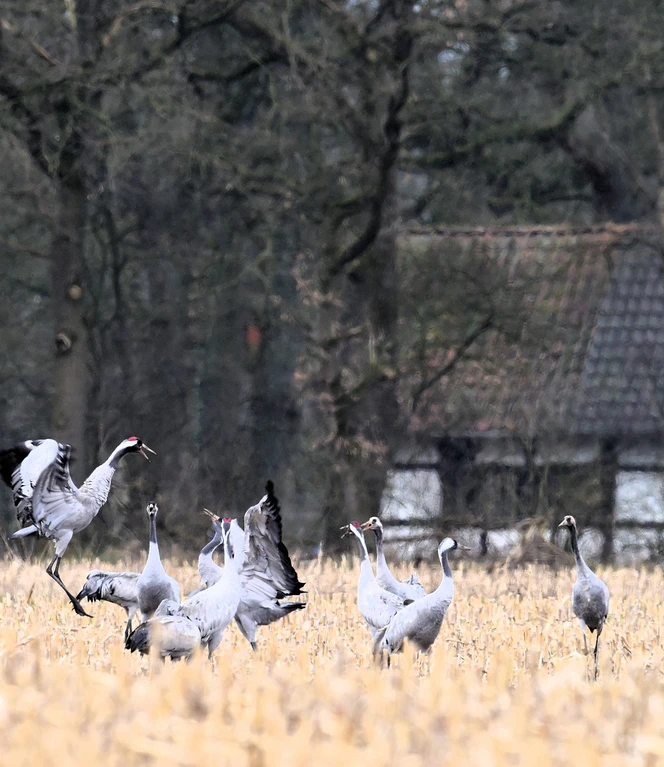 Nahrungsgrundlage während des Zuges, die abgeernteten Maisschläge Nr. 20 ©Andreas Schüring.JPG
