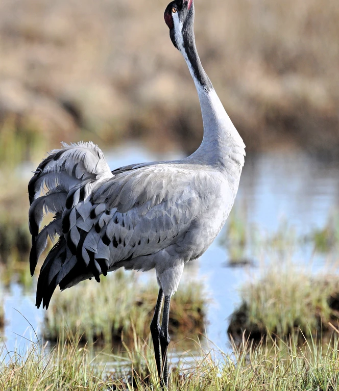 Melancholischer Rufer Nr. 9 ©Andreas Schüring.JPG