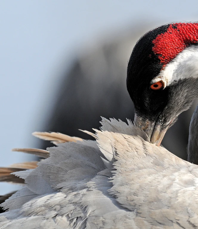 Kranich bei Gefiederpflege Nr. 8 ©Andreas Schüring.JPG