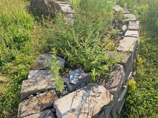 2026_05_02_Foto_Rösrather Vielfalt_Augustinushaus Naturgarten(c)Dietmar Hahn.jpg