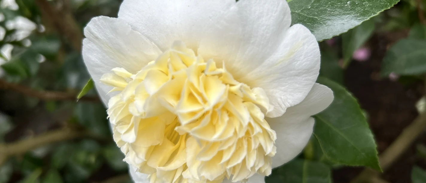 Rossweiner Kamelienschau Das Bild zeigt eine weiße Kamelienblüte.