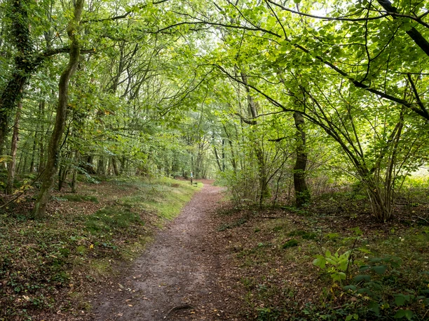 Waldweg im Naturpark Aukrug