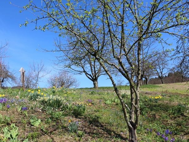 Beginn der Blüte auf einer Wiese im Dobel