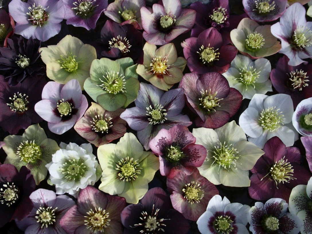 Helleborus Dicht an dicht schwimmende Blüten der Lenzrose in Lila, Weiß und Grün.