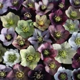 Helleborus Dicht an dicht schwimmende Blüten der Lenzrose in Lila, Weiß und Grün.