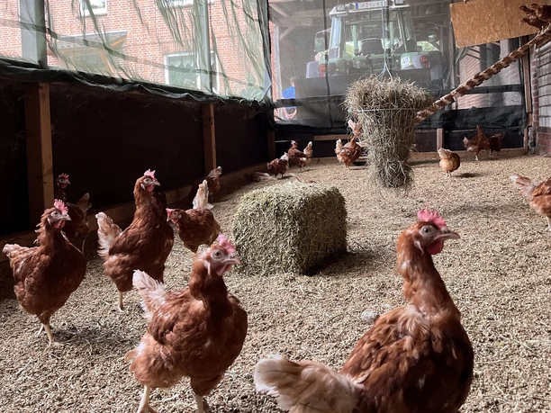 Hühnerhof Bührke.jpg