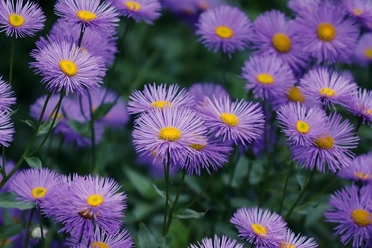 Aster Strahlende lila Astern mit leuchtend gelber Mitte auf einem grünen Pflanzenmarkt.