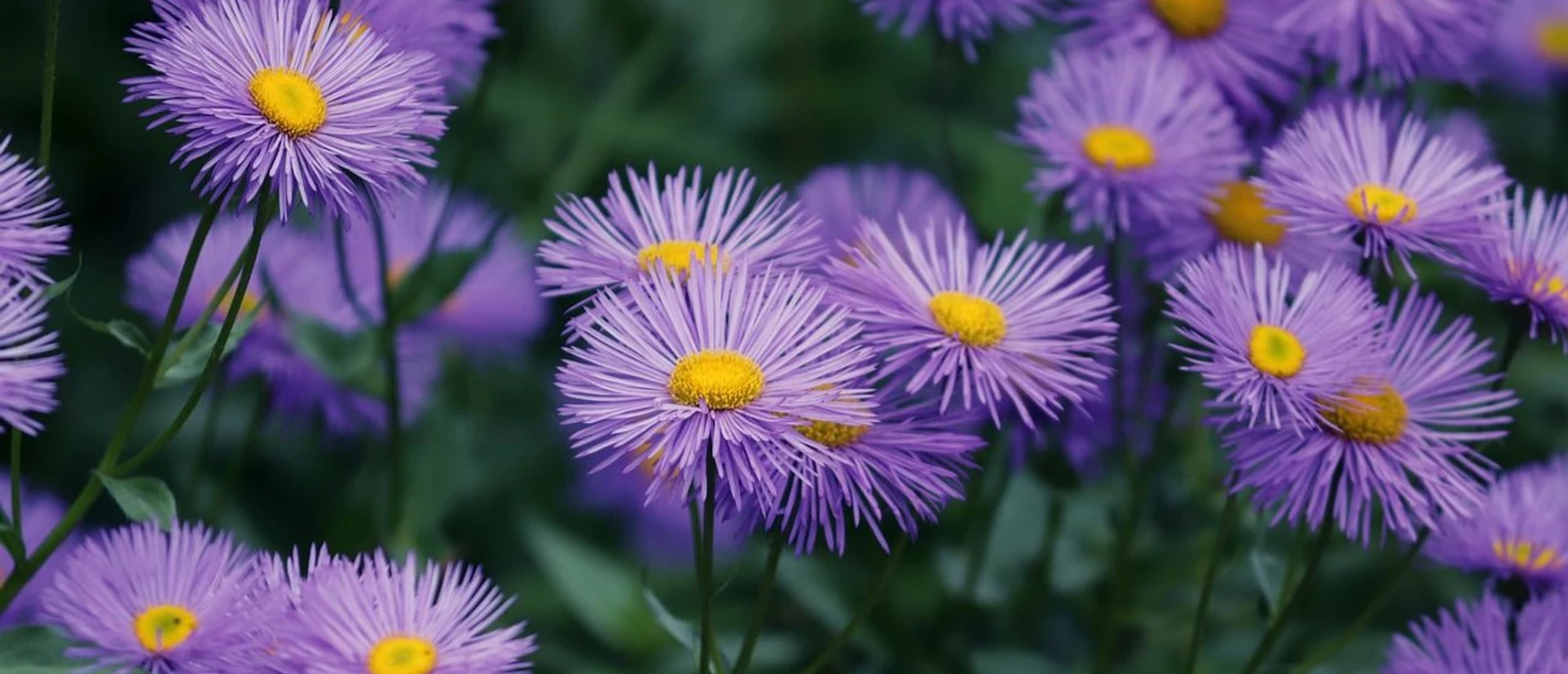 Aster Strahlende lila Astern mit leuchtend gelber Mitte auf einem grünen Pflanzenmarkt.