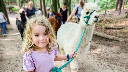 Alpaka to Go im Wildpark Schwarze Berge_K-Bugenhagen.jpg Kleines blondes Mädchen führt lächelnd ein weißes Alpaka am Strick durch den Wald.